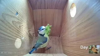 From empty nest to first egg in less than 8 minutes! - BlueTit nest box live camera highlights #bird