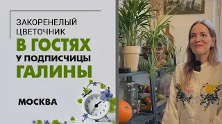 В гостях у подписчицы Галины.  Москва. Обзор частной коллекции комнатных растений