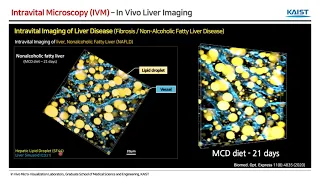 (EN) Webinar by CEO Dr Pilhan Kim: In Vivo Cellular level Imaging of Internal Organs in Live Animal