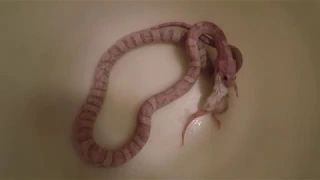 Snake Time Lapse Feed (Chow Time)