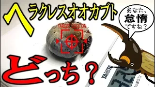 カブトムシ＋クワガタ＝ブリード　ヘラクレスの幼虫オスメス判断できるかな？（くろねこチャンネル）