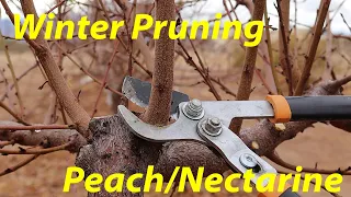 Pruning Fruit Trees 101 | Peach & Nectarine Tree Pruning