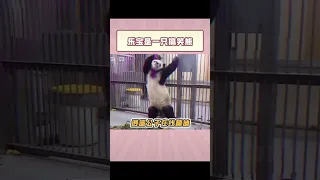 Panda Le Bao 搞笑的乐宝熊熊 #shorts