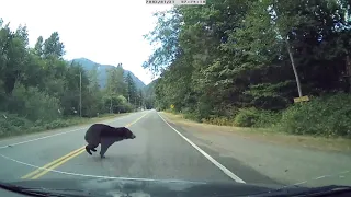 Black bear gets hit by car in BC Canada (coarse language)