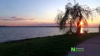 Lacul Ciurel (Morii) Bucuresti - Nature moments EP 18 HD1080p