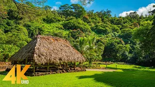 2 HOURS Tropical Forest Walk - Virtual Hike at McBryde Garden with Bird Songs, Kauai Island in 4K