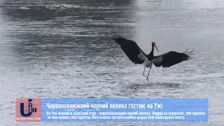 Червонокнижний чорний лелека гостює на Ужі