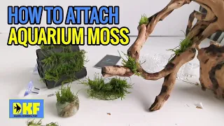 Attaching moss to wood, rocks and hard scape in Aquariums.