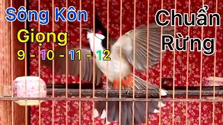 Chào Mào Sông Kôn - Giọng Cực Hay Âm 9 - 10 - 11 - 12 / Luyện Chào Mào Má Trắng Học Giọng Sông Kôn