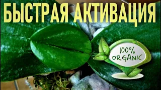 ЛУЧШИЙ АКТИВАТОР ДЛЯ ОРХИДЕЙ! ПРИРОДНАЯ АКТИВАЦИЯ И ЛЕЧЕНИЕ ОРХИДЕИ ДЕНЕЖНЫМ ДЕРЕВОМ/ТОЛСТЯНКОЙ!