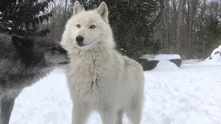 Wolves are joyful, loving, and take care of each other.