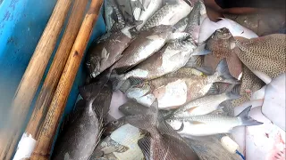 Menjaring ikan Baronang dan Belanak.