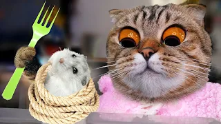 STRANGE DAY FOR CATS AND THE SECRET HAMSTER