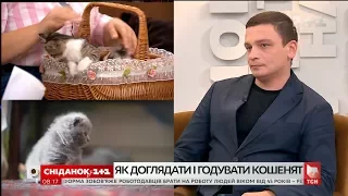 Ветеринар Дмитро Фурсов розказав про найважливіші особливості догляду за кошенятами