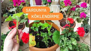 ✅SARDUNYA KÖKLENDİRMEDE ÜÇ ÖNEMLİ KURAL✅SARDUNYA KÖKLENDİRME ÇELİKTEN ÇOĞALTMA, GERANİUM