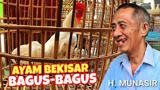 UPDATE HARGA AYAM BEKISAR DI SURABAYA - KIOS H. MUNASIR