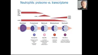 Neutrophils: the power on “n” by Dr. Andres Hidalgo