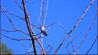 Realtime 1080p Anna's Hummingbird on sunny bare twig V08882