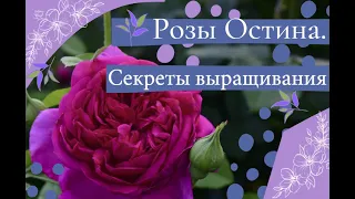 Розы Остина.  Секреты выращивания.