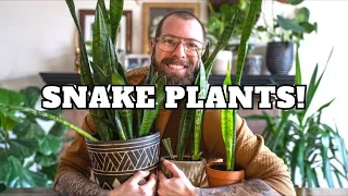 Dividing a Snake Plant (Sansevieria) | Hard to Kill Houseplants Ep. 02