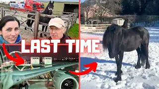 One last time | Fly to Canada and arrive at their new home | Goodbye!! | Friesian Horses