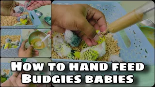 How to hand feed Budgies babies / Chicks Easily and properly #handfeed #chicks #budgies #babies