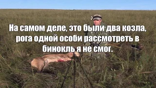 Охота на самца сибирской косули - Охот ТВ
