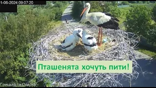 Як лелеки напувають пташенят? #лелекагрицько #ukrainenature #природаукраїни