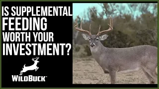 Is Supplemental Feeding Worth Your Investment?  Growing Big Bucks