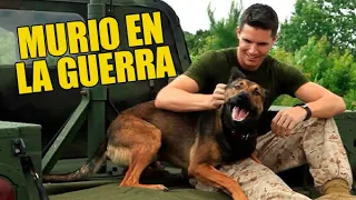 😥Su Perro Es Entrenado En La Guerra Para Vengar La Muerte De Su Dueño #MAX RESUMEN