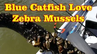 Finding Mussel Beds on the Ohio River