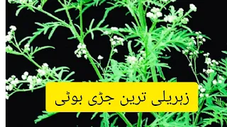 #Alien weed#Parthenium پارتھینئیم زہریلی ترین بوٹی#hysterophorus#