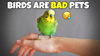Why you Should Never Get a Bird