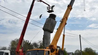 семья аистов была спасена.