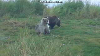 2017-09-17 Bears Katmai - Holly #435 with cubs and a looong tapeworm