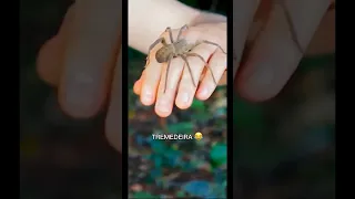 ARANHA ARMADEIRA VS BIÓLOGO | aventura animal