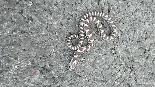 6/23/22- Baby Garter Snake