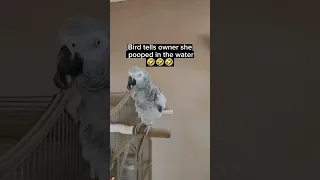 There's Poo Poo In There 🤣 #birds #animals #pets #parrot #funny #fun #lol  #youtubeshorts #fyp