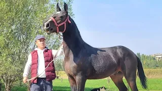 Дерзкий Тайлар Сатылды✊️