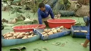 Busy Autumn Harvest Seen at Chinese Lakes