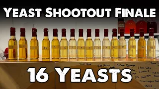 Yeast Shootout Finale: All 16 Yeasts vs 1 Mead Recipe