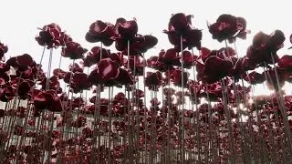 Final poppy planted at Tower of London WWI memorial