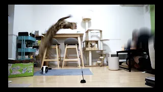 The cat practices flying