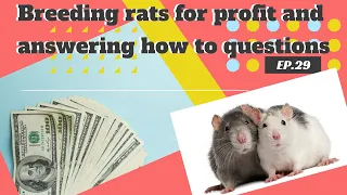 Breeding rats for profit and answering how to questions!