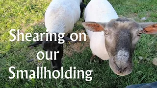 Sheep Shearing on our Smallholding Homestead