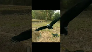 Snake vs Cat And Eagle Attack New Short #shorts #snake #eagle