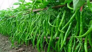 WOW! Amazing Agriculture Technology - Sweet & Chili Peppers - {Ali Ramay Official}