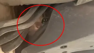 Kitten Stuck Under A Car Meows For Help - Rescue Homeless Kittens