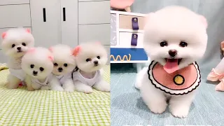 Cute and Funny Pomeranian Videos 66 #Shorts
