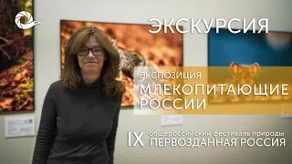 Экскурсия по IX Фестивалю. Экспозиция Млекопитающие России